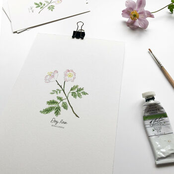 ‘Dog Rose’ Wildflower Botanical Giclée Art Print, 2 of 3