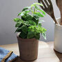 Faux Potted Basil Herb Plant, thumbnail 1 of 3