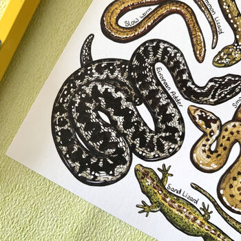 Reptiles Of Britain Watercolour Postcard, 3 of 10