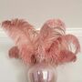 Large 30 To 35cm Imitation Ostrich Feathers, thumbnail 7 of 12