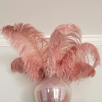 Large 30 To 35cm Imitation Ostrich Feathers, 7 of 12