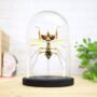 Giant Devil's Flower Mantis Insect Bug Moth Butterfly Bell Jar Entomology Taxidermy Interior Design Home Decor Cloche Modern Display Gift Ornament, thumbnail 1 of 4