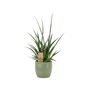 Sansevieria Punk Plant In 12cm Pot Air Purifying, thumbnail 3 of 7