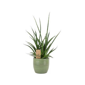 Sansevieria Punk Plant In 12cm Pot Air Purifying, 3 of 7