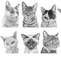 Cat Collection Print, thumbnail 4 of 4