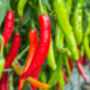 Chilli Pepper 'Apache' Two X 9cm Pot Plants, thumbnail 5 of 5