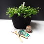 Grow Your Own Herbs Gardening Gift Set, thumbnail 4 of 7
