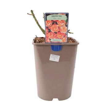 Rose 'Thank You' Bush Fragrant5.5 L Pot Garden Gift, 7 of 8