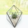 Octahedron Geometric Glass Succulent Terrarium, thumbnail 1 of 2