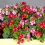 Begonia Plants 'Organdy Mixed' 12 X Compact Plant Pack, thumbnail 8 of 9