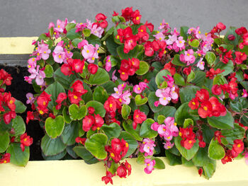 Begonia Plants 'Organdy Mixed' 12 X Compact Plant Pack, 8 of 9