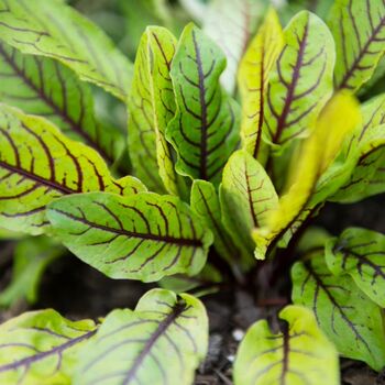 Vegetable Plants Sorrel 'Red Veined' 9x Plug Plants, 5 of 7