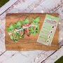 Salad Patch Seedcell Selection Box, thumbnail 4 of 12