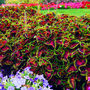 Grow Your Own Tropical Flower Garden Paradise Gift Set, thumbnail 7 of 9