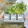 Three Zinc Herb Garden Planters On Tray, thumbnail 1 of 8