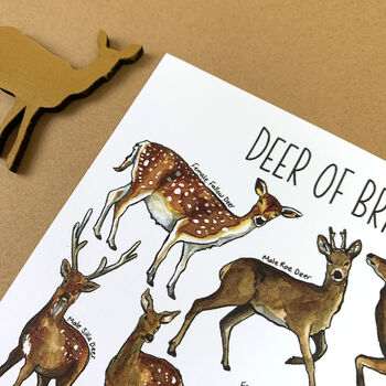 Deer Of Britain Watercolour Postcard, 3 of 10