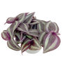 Purple Wandering Jew House Plant In 6cm Pot, thumbnail 3 of 3