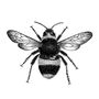 Bee Botanical Illustration Print, thumbnail 3 of 4