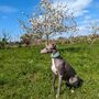 Turquoise Leather Whippet Collar Can Be Personalised, thumbnail 4 of 9