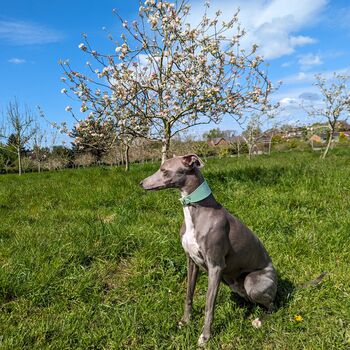 Turquoise Leather Whippet Collar Can Be Personalised, 4 of 9