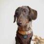 Coffee Bean Brown Cord Puppy Dog Harness Xs L, thumbnail 9 of 11