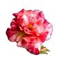 Floribunda Rose Plant 'Drama Queen', thumbnail 1 of 6