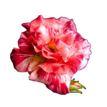Floribunda Rose Plant 'Drama Queen' 5 L Pots, 6 of 6