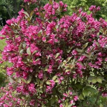 Perennial Weigela 'Victoria' One X Plant In 1 Litre Pot, 8 of 8