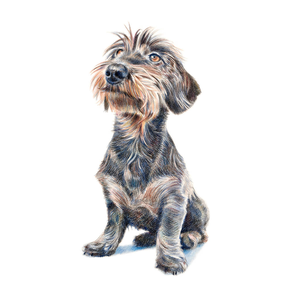Hand Drawn Pencil Pet Portrait Drawing Or Gift Voucher, 1 of 12