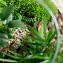 Large Globe Terrarium Kit With Bonsai | 'Portland', thumbnail 6 of 10