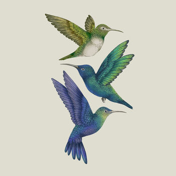 'Antique Hummingbirds Ii' Fine Art Print, 6 of 6