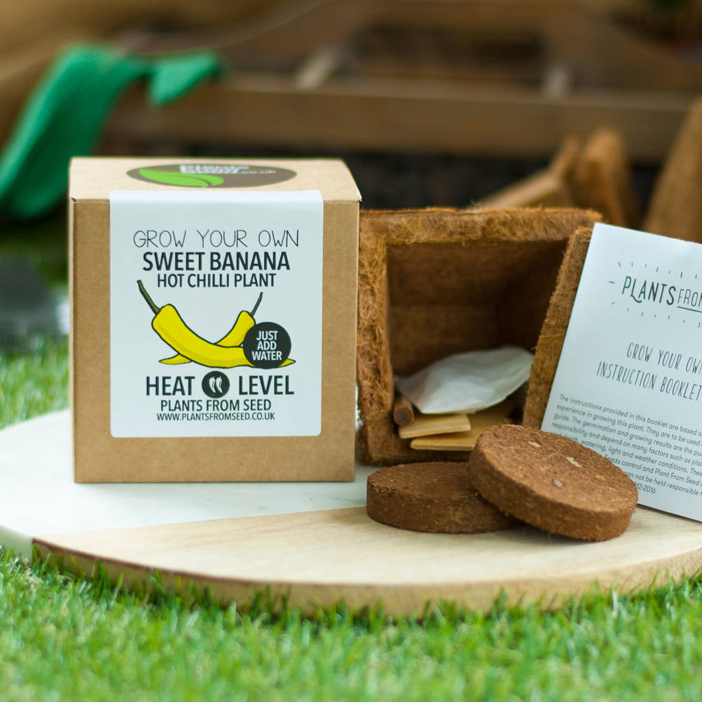 Plants From Seed Grow Your Own Coffee Plant Mini Kit Christmas Plants From Seed Grow Your Own Coffee Plant Mini Kit Christmas Ornament