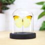 Orange Barred Sulphur Insect Bug Moth Butterfly Bell Jar Entomology Taxidermy Interior Design Home Decor Cloche Modern Display Gift Ornament, thumbnail 1 of 4