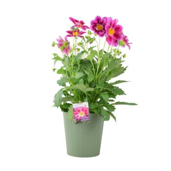 Dahlia Summer Bees Purple Bee Friendly Plant, 5 of 5
