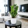 Zamioculcas Zanzibar Gem In 12cm Pot, thumbnail 7 of 7