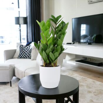 Zamioculcas Zanzibar Gem In 12cm Pot, 7 of 7