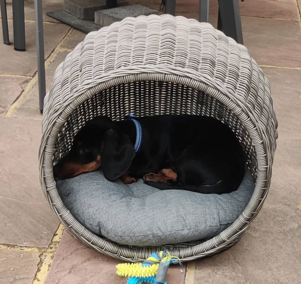 dog bed igloo style