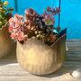 Set Of Two Conservatory Planters Ltzkr023, thumbnail 7 of 9