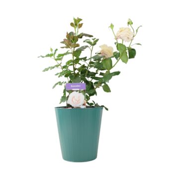 Remember Rose – Fragrant Hybrid Tea Rose In5.5 L Pot, 5 of 5
