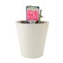Mum In A Million Rose Bush – Fragrant Pink Gift Rose, thumbnail 6 of 7