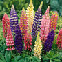 Grow Your Own Multicoloured Bedding Flowers Gift, thumbnail 2 of 8
