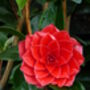 Anniversary Plant Gifts Camellia Happy Anniversary, thumbnail 2 of 2