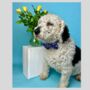 Navy And Pink Floral Dog Harness, thumbnail 5 of 6