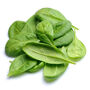 Spinach 'Bella' 12 X Plug Plant Pack, thumbnail 1 of 5