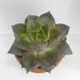 Echeveria Purpusorum Easy Care Succulent Plant 6cm Pot, thumbnail 3 of 3