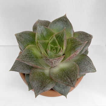Echeveria Purpusorum Easy Care Succulent Plant 6cm Pot, 3 of 3