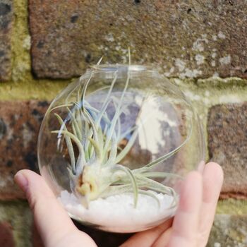 Air Plant Terrarium Wall Hanging Glass Vase, 3 of 3