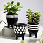 3pcs Black And White Planters With Choice Of Succulents, thumbnail 1 of 2