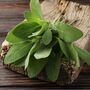 Herb Plants English Sage Two X 9cm Pots, thumbnail 1 of 5