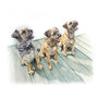 Personalised Pencil Pet Portrait Drawing Or Gift Voucher, thumbnail 10 of 12